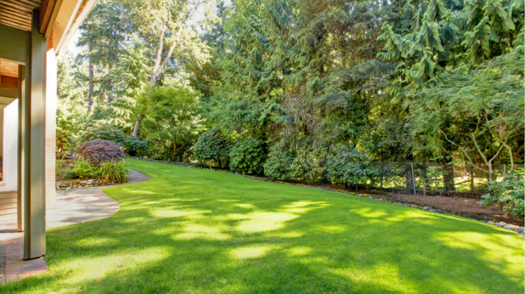 Garden with trees