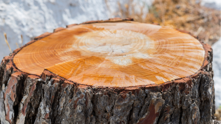 Tree bark