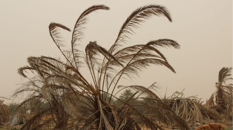 Dying palm tree