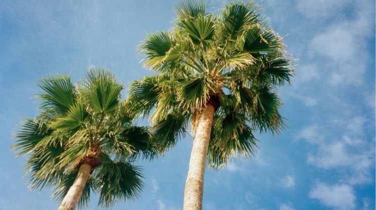 Tall palm tree