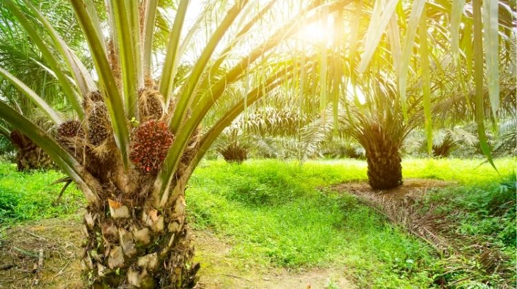 Palm trees in garden