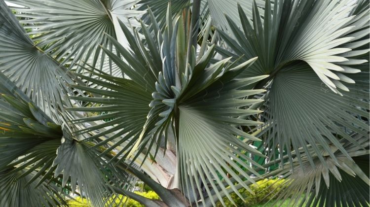 Palm tree leaves