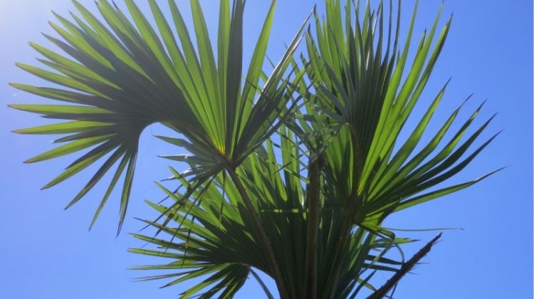 Green Palm tree