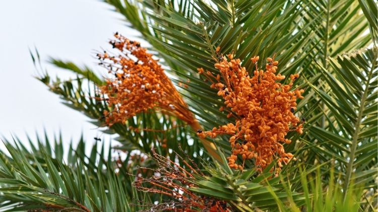 Palm tree fruits