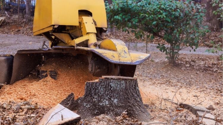 Tree stump grinding