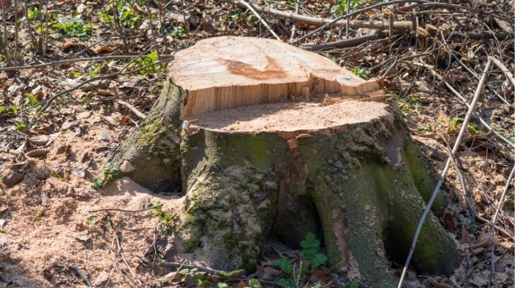 Tree stump split in two parts