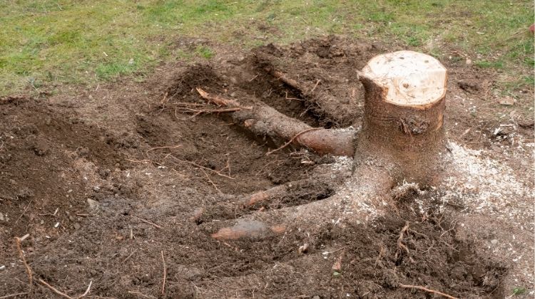Tree stump roots