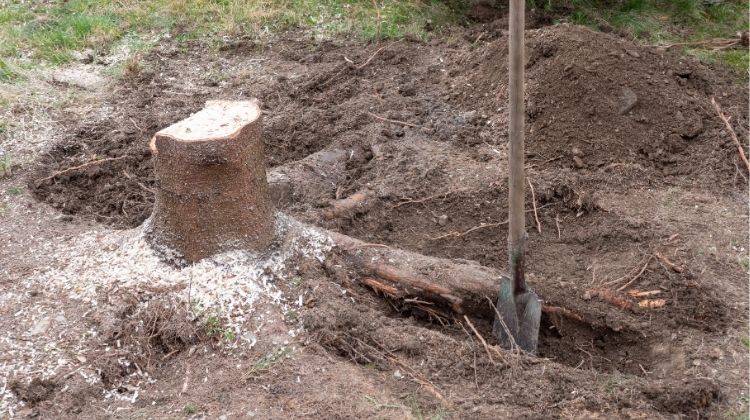 Stump removal with spade