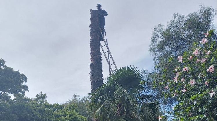 Feller trimming palm tree