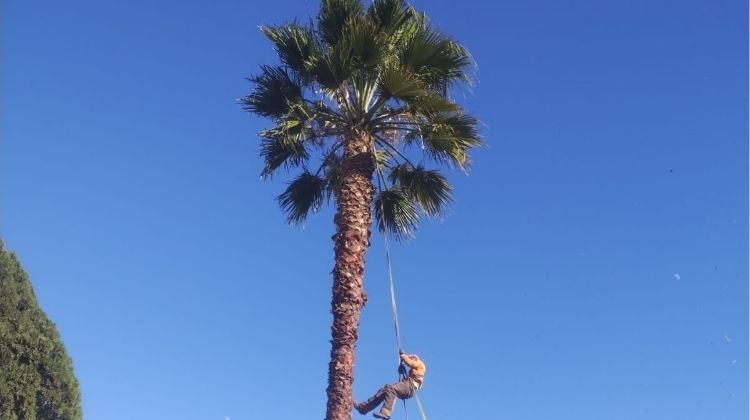 Palm tree