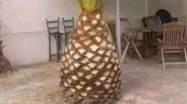 Palm tree crown