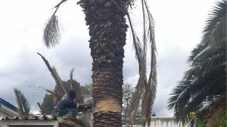 Tree feller cutting palm tree