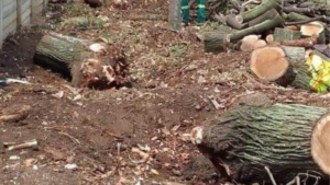 Tree stumps