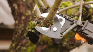 Pruning branch with shears