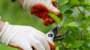 Pruning a branch