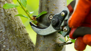 Pruning Shears