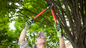 Man pruning tree