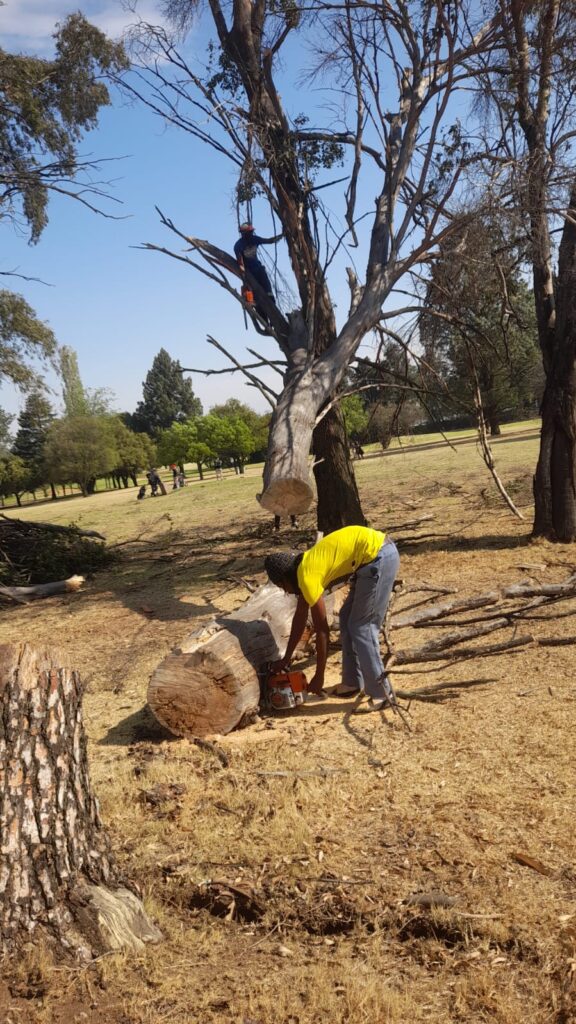 Tree cutting