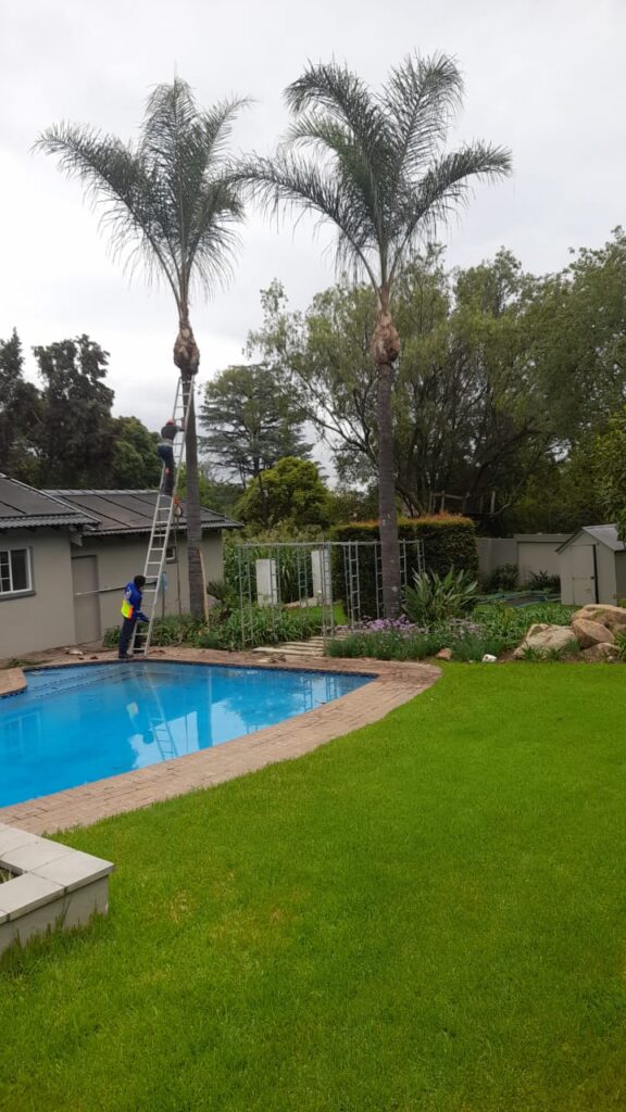 Palm tree felling