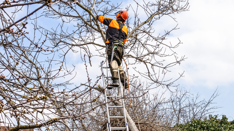 The Best Time for Tree Felling