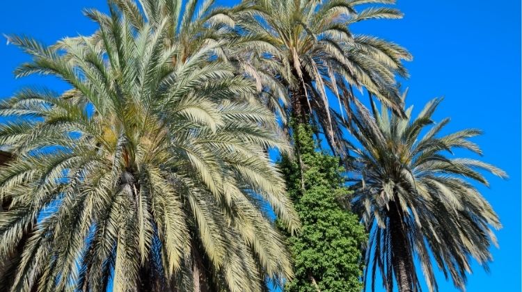 Native vs. Invasive: A Guide to Palm Tree Species in South Africa