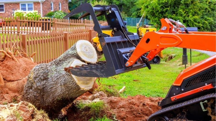 Tree Stump Removal in South Africa – A Homeowner’s Ultimate Guide