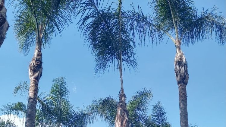 Palm Tree Removal Cost: Is the Price on Your Quote Justified?