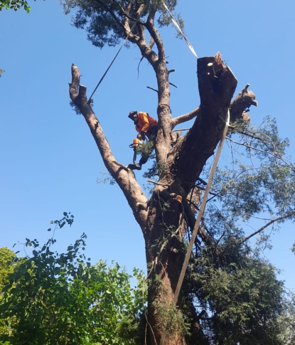 Tree felling